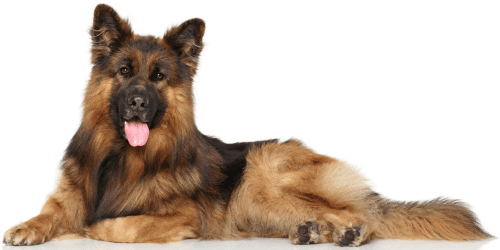 ração para cachorro em franca sp