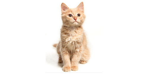 ração para gato em franca